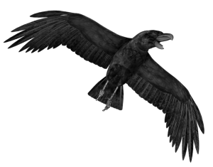 Raven PNG-71419